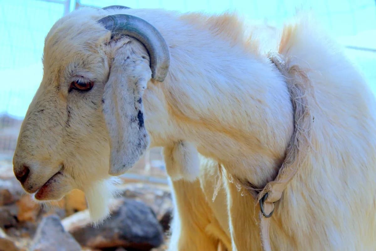Meh, senior Mixed Breed for adoption at Tenerife Animal Sanctuary, Santa Cruz de Tenerife