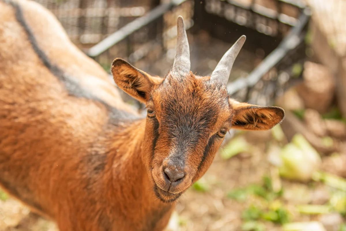 Suzi, Mixed Breed for adoption at Tenerife Animal Sanctuary, Santa Cruz de Tenerife