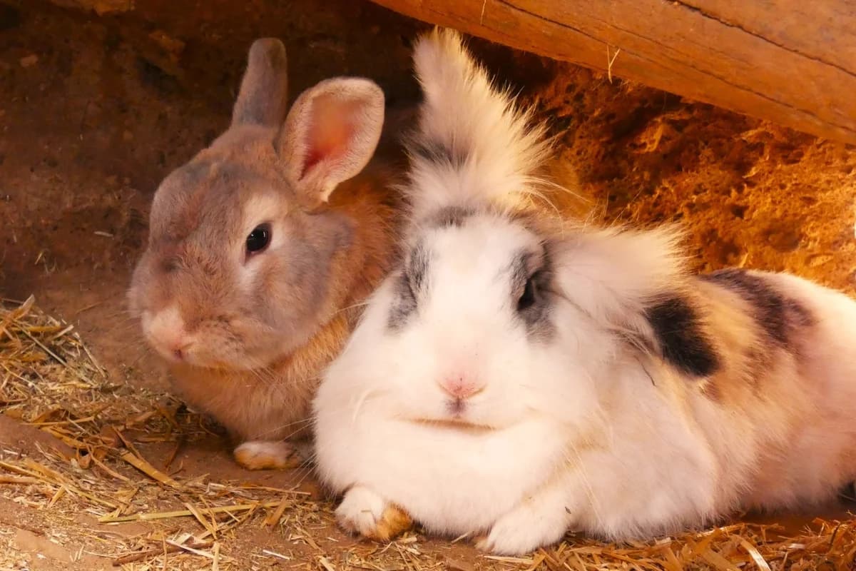 Rabbits, Mixed Breed for adoption at Tenerife Animal Sanctuary, Santa Cruz de Tenerife