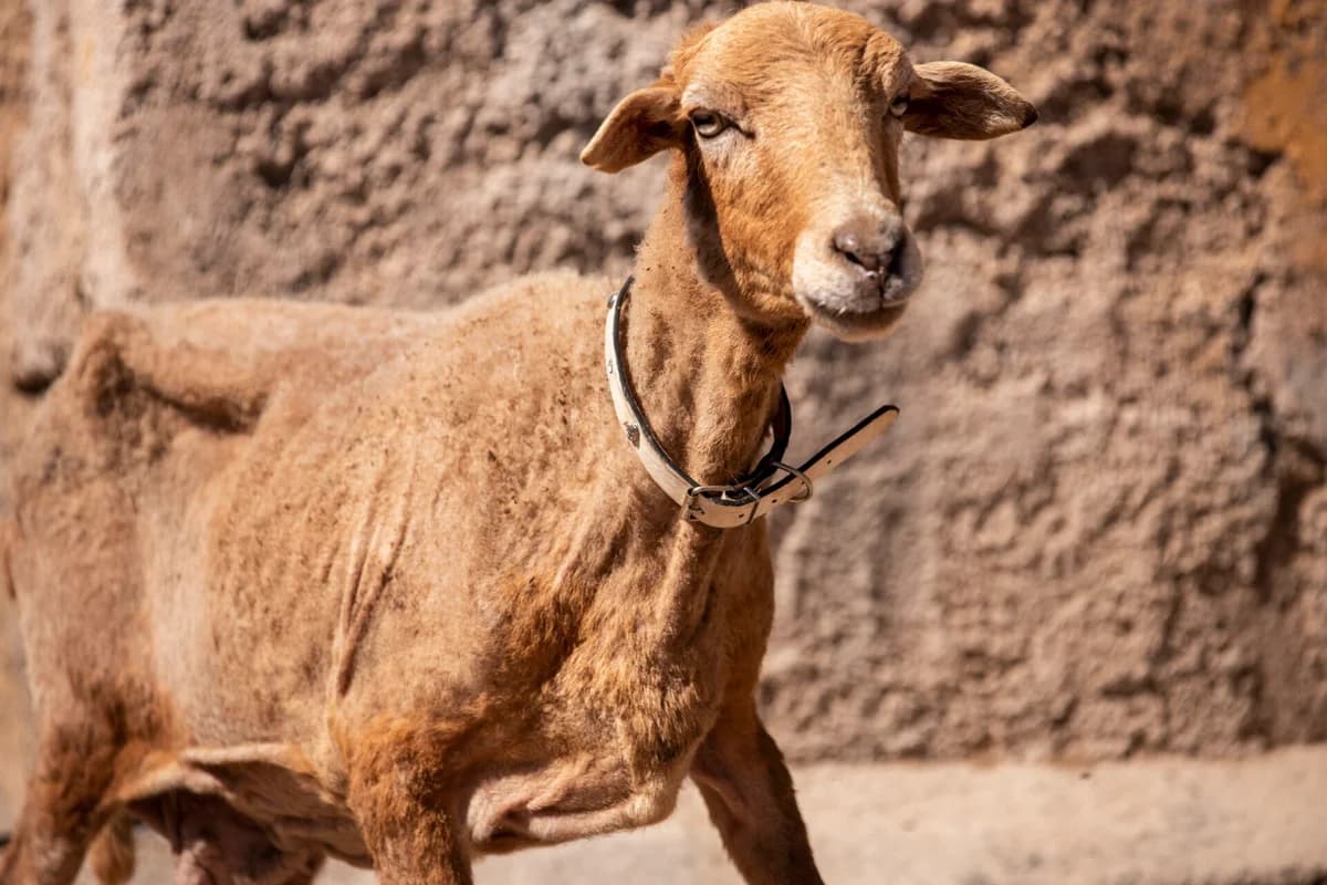 Mummy Sheep, Mixed Breed for adoption at Tenerife Animal Sanctuary, Santa Cruz de Tenerife