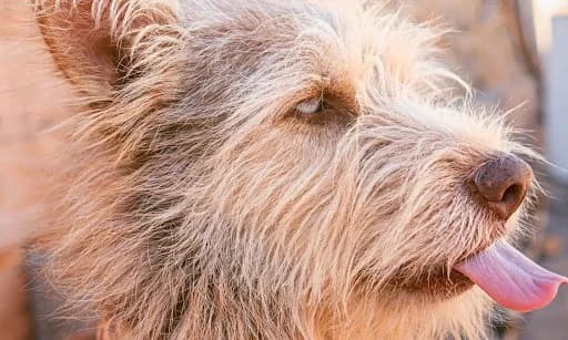Monty, Mixed Breed for adoption at Tenerife Animal Sanctuary, Santa Cruz de Tenerife