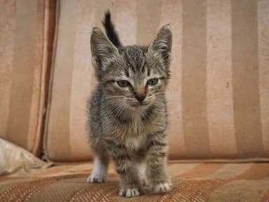 Fuso, puppy Mixed Breed for adoption at Tenerife Animal Sanctuary, Santa Cruz de Tenerife