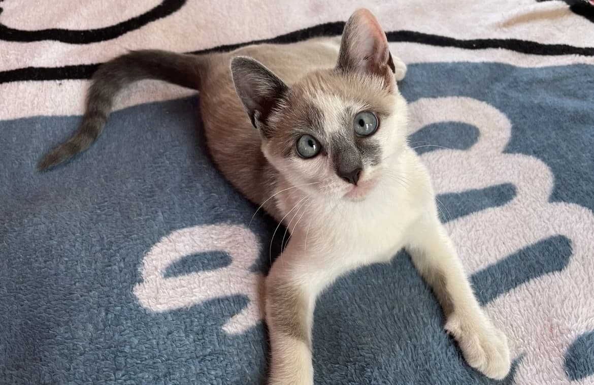 Coconut Miew, puppy Mixed Breed for adoption at Tenerife Animal Sanctuary, Santa Cruz de Tenerife