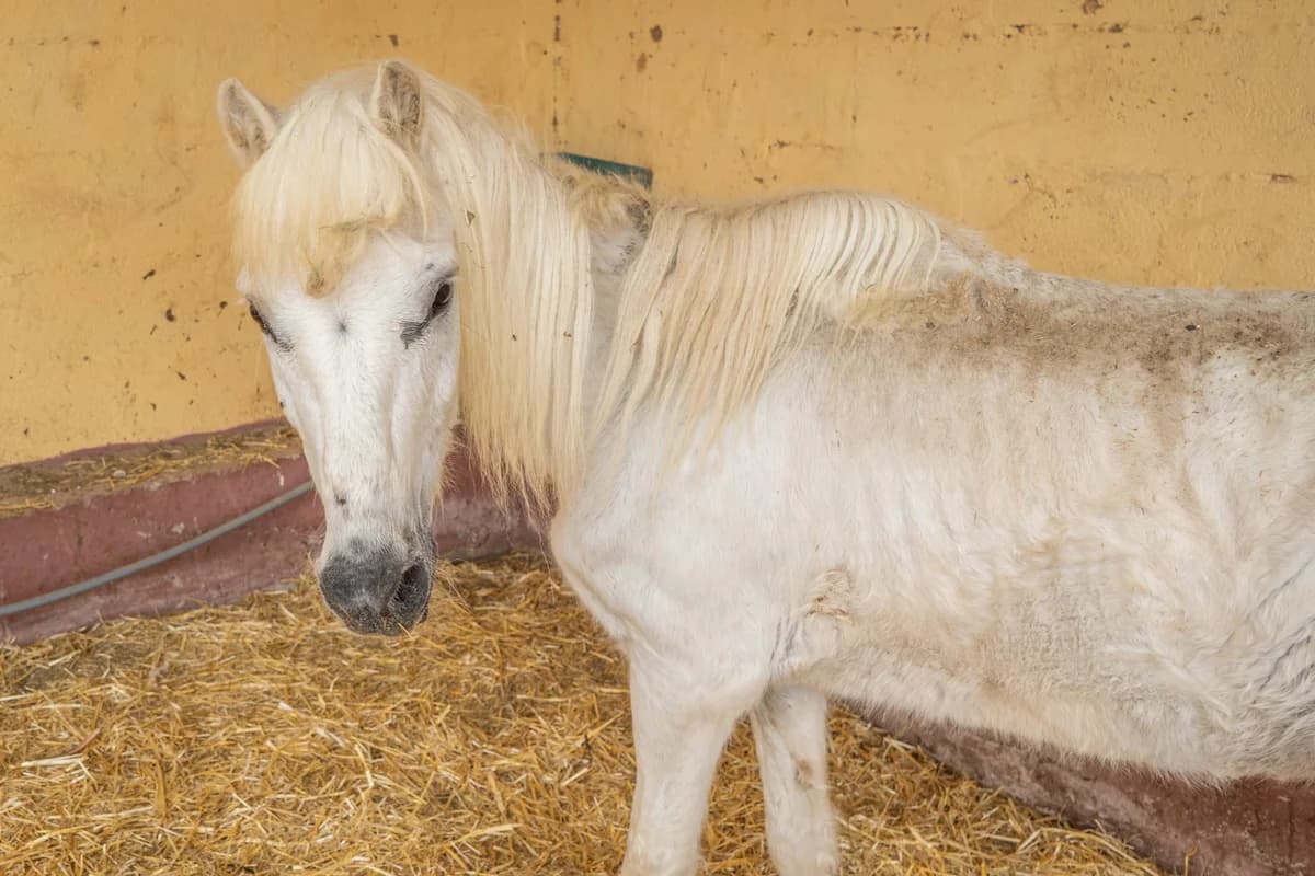 Pumpkin, 6yo Mixed Breed for adoption at Tenerife Animal Sanctuary, Santa Cruz de Tenerife
