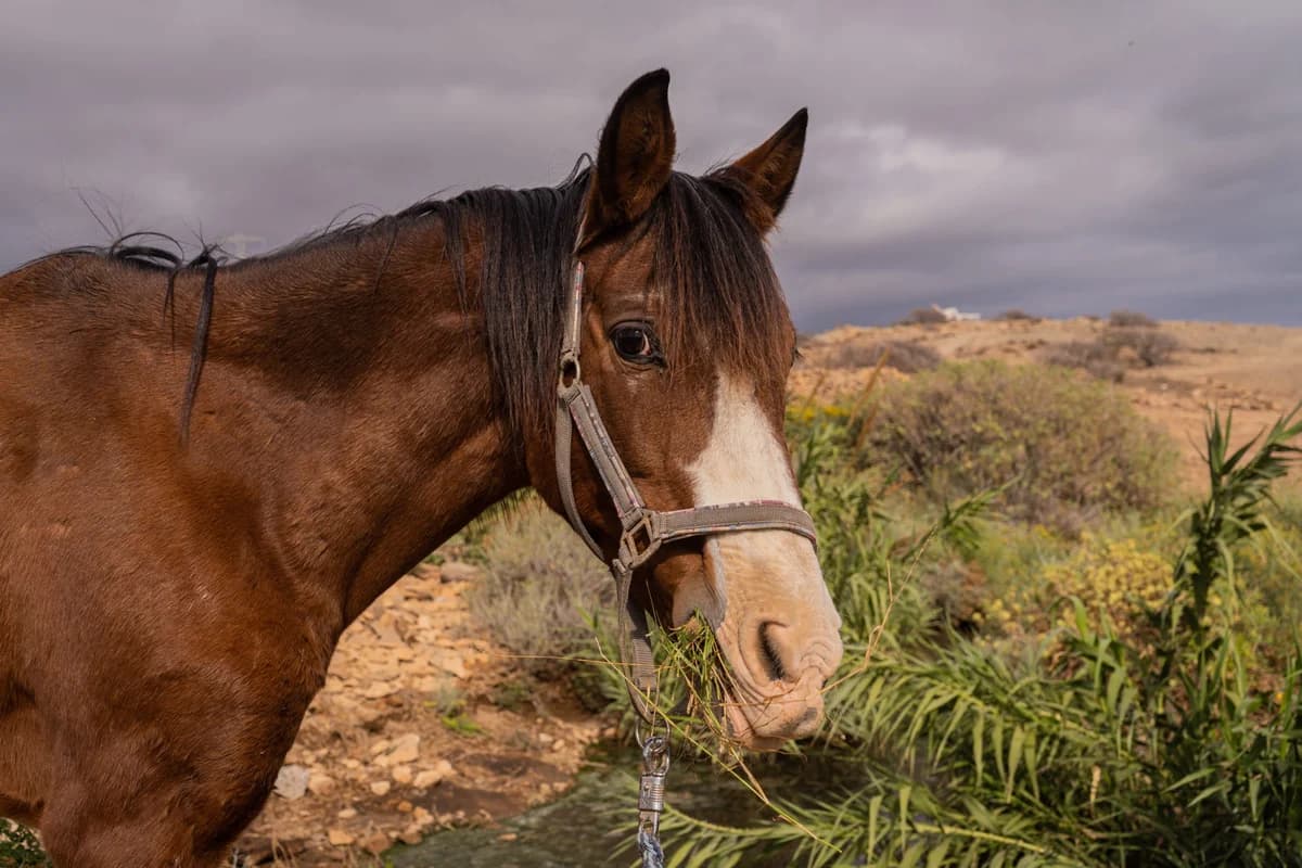Bonnie, Mixed Breed for adoption at Tenerife Animal Sanctuary, Santa Cruz de Tenerife