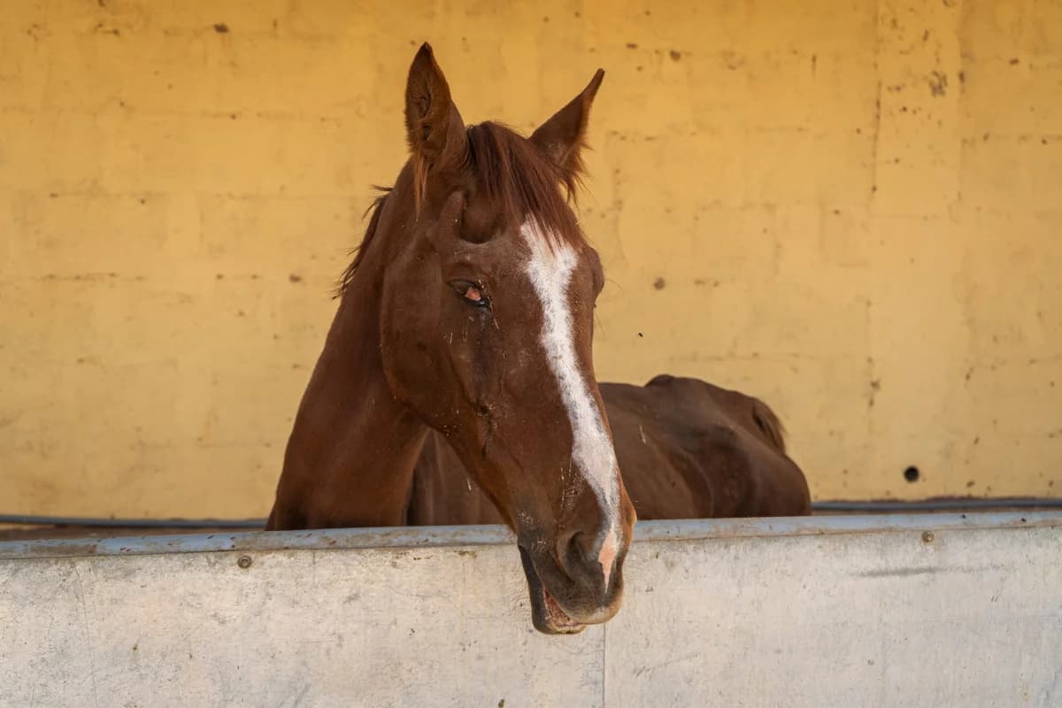 Dory, Mixed Breed for adoption at Tenerife Animal Sanctuary, Santa Cruz de Tenerife
