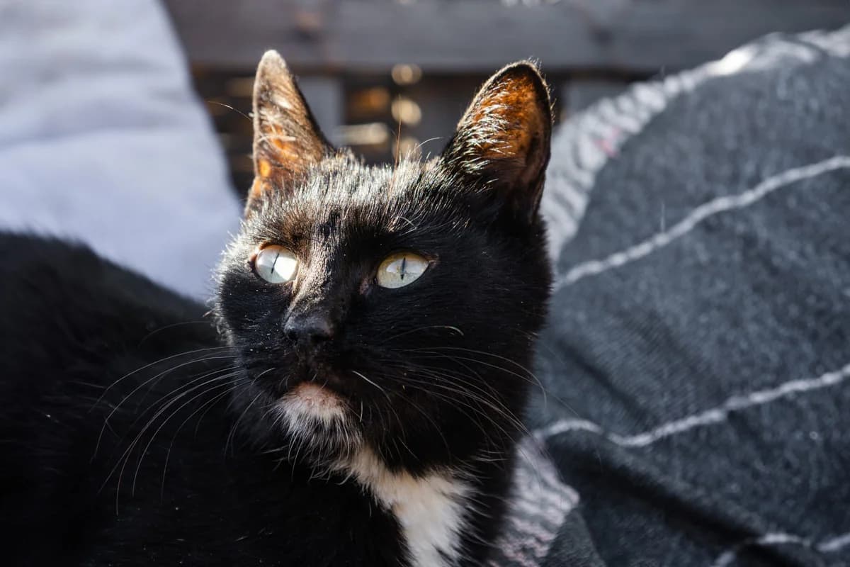Spooky, Mixed Breed for adoption at Tenerife Animal Sanctuary, Santa Cruz de Tenerife