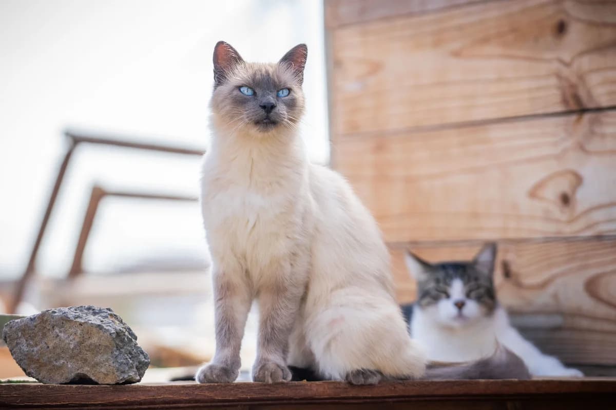 Moomin, Mixed Breed for adoption at Tenerife Animal Sanctuary, Santa Cruz de Tenerife