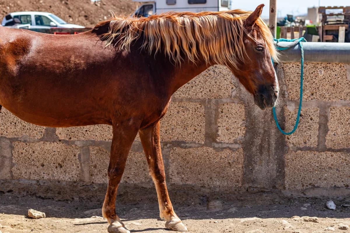 Birdie, Mixed Breed for adoption at Tenerife Animal Sanctuary, Santa Cruz de Tenerife