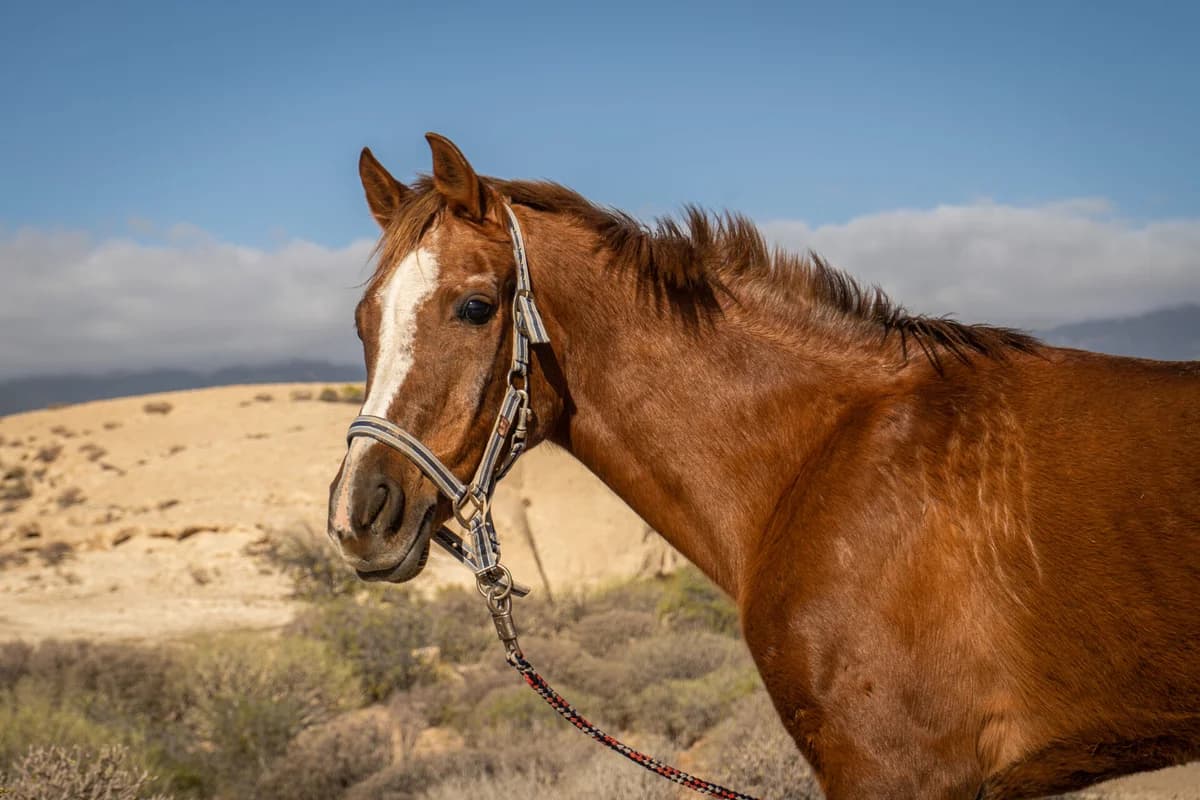 Ava, Mixed Breed for adoption at Tenerife Animal Sanctuary, Santa Cruz de Tenerife