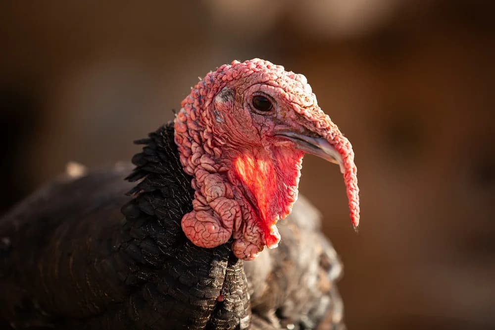 Turkeys, Mixed Breed for adoption at Tenerife Animal Sanctuary, Santa Cruz de Tenerife