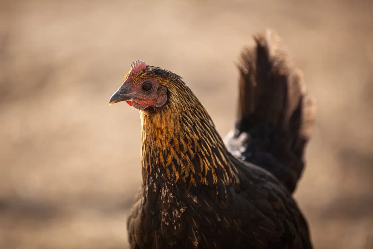 Chickens, Mixed Breed for adoption at Tenerife Animal Sanctuary, Santa Cruz de Tenerife