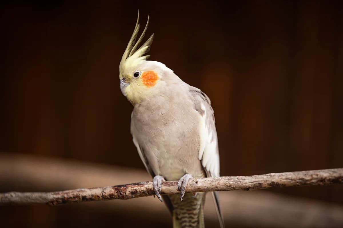 Small Birds, Mixed Breed for adoption at Tenerife Animal Sanctuary, Santa Cruz de Tenerife