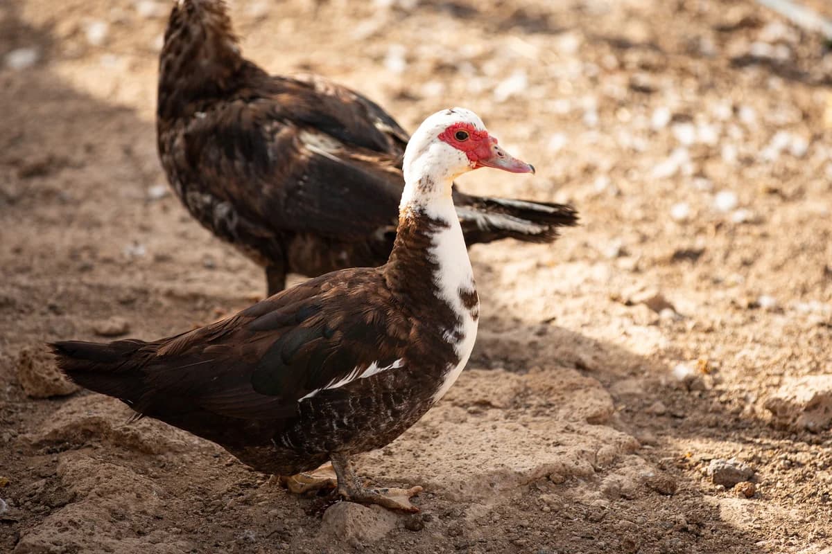Ducks, Mixed Breed for adoption at Tenerife Animal Sanctuary, Santa Cruz de Tenerife