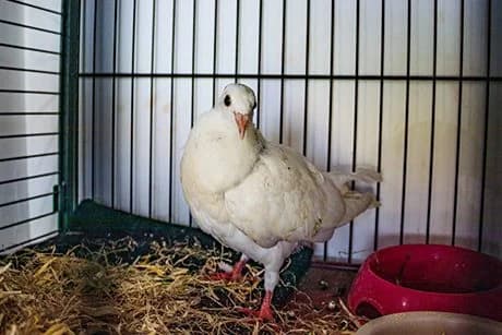Pigeons, Mixed Breed for adoption at Tenerife Animal Sanctuary, Santa Cruz de Tenerife