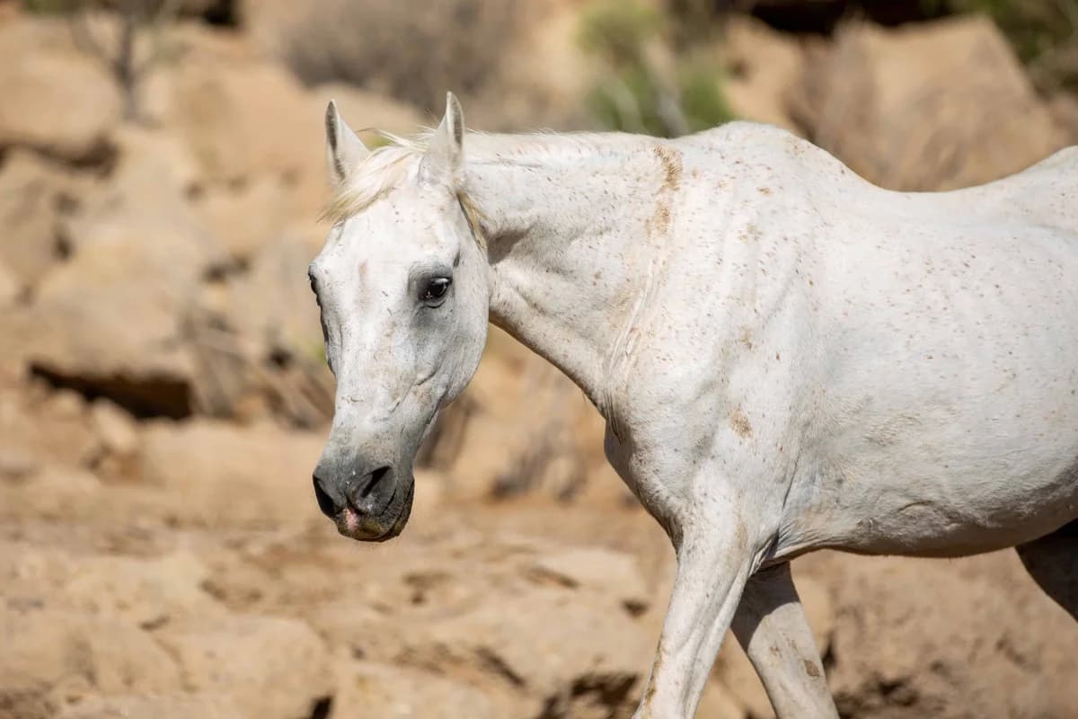 Palomino, Mixed Breed for adoption at Tenerife Animal Sanctuary, Santa Cruz de Tenerife