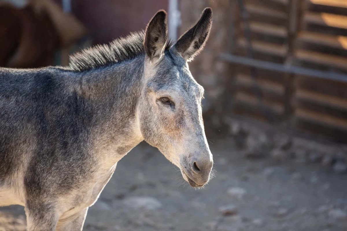 Ringo, Mixed Breed for adoption at Tenerife Animal Sanctuary, Santa Cruz de Tenerife