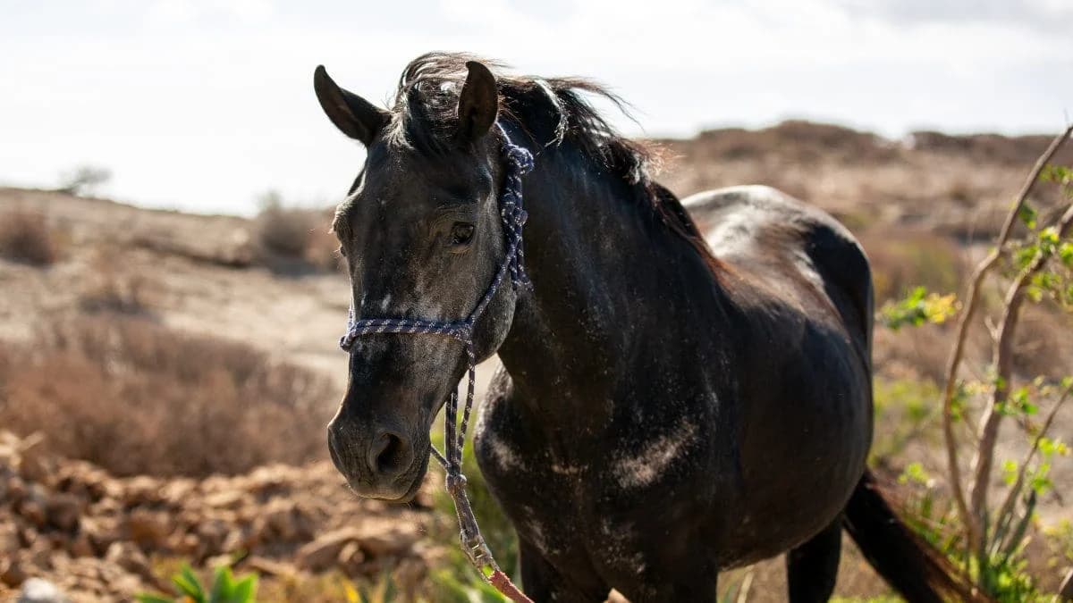 Alda, Mixed Breed for adoption at Tenerife Animal Sanctuary, Santa Cruz de Tenerife