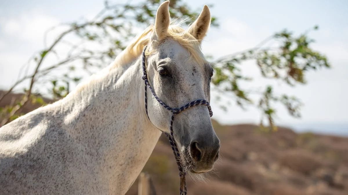 Champagne Supernova, Mixed Breed for adoption at Tenerife Animal Sanctuary, Santa Cruz de Tenerife