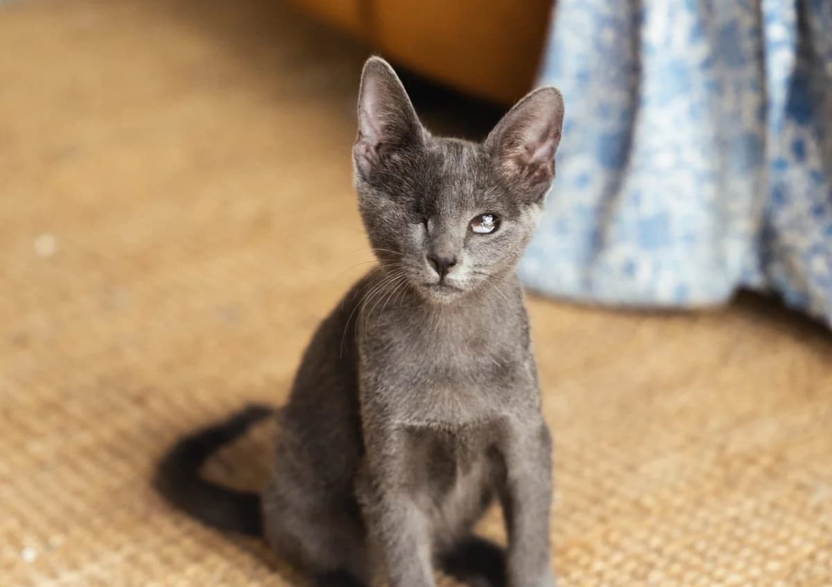 Ratatouille, Mixed Breed for adoption at Tenerife Animal Sanctuary, Santa Cruz de Tenerife