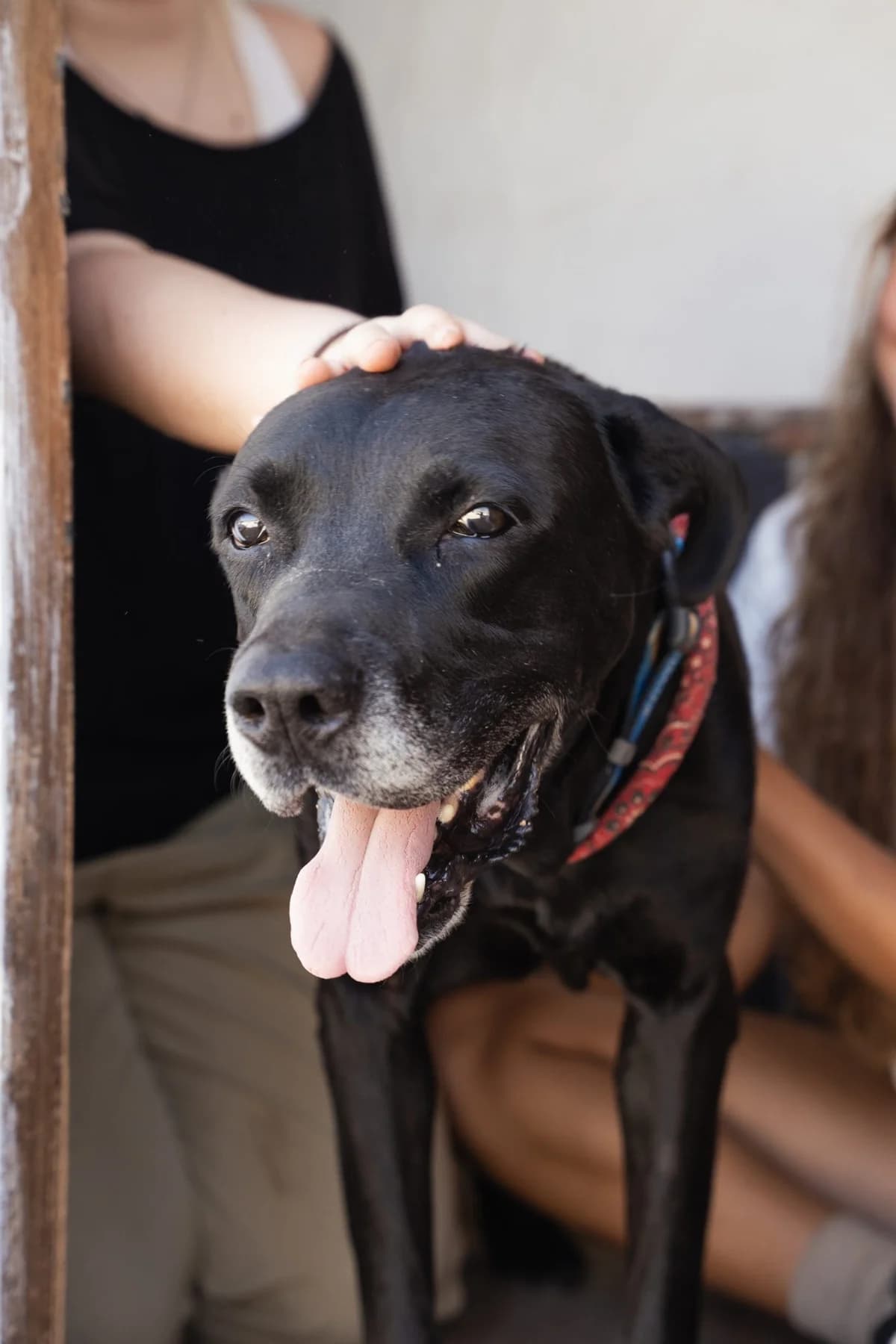 Pickle, 7yo Mixed Breed for adoption at Tenerife Animal Sanctuary, Santa Cruz de Tenerife
