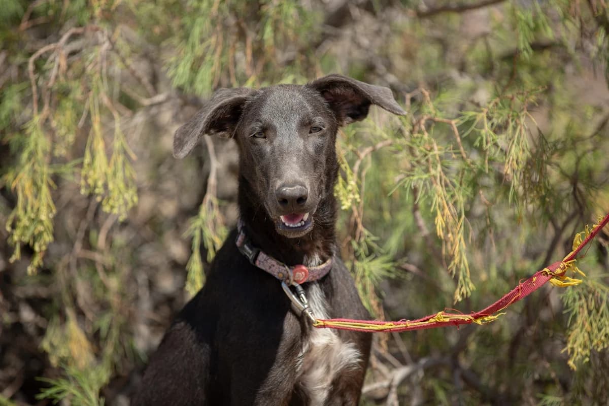 Palta, Mixed Breed for adoption at Tenerife Animal Sanctuary, Santa Cruz de Tenerife