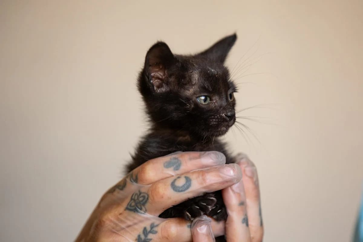 Akindi, puppy Mixed Breed for adoption at Tenerife Animal Sanctuary, Santa Cruz de Tenerife