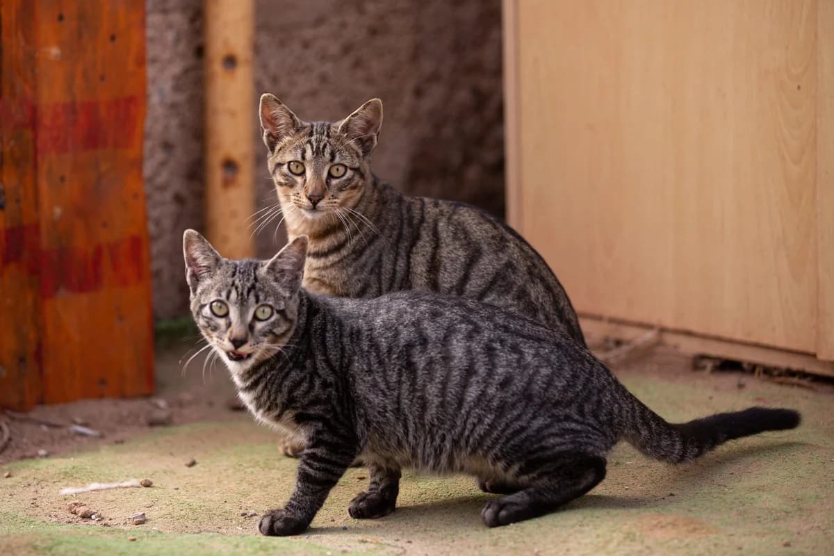 Bobbie & Bones, puppy Mixed Breed for adoption at Tenerife Animal Sanctuary, Santa Cruz de Tenerife