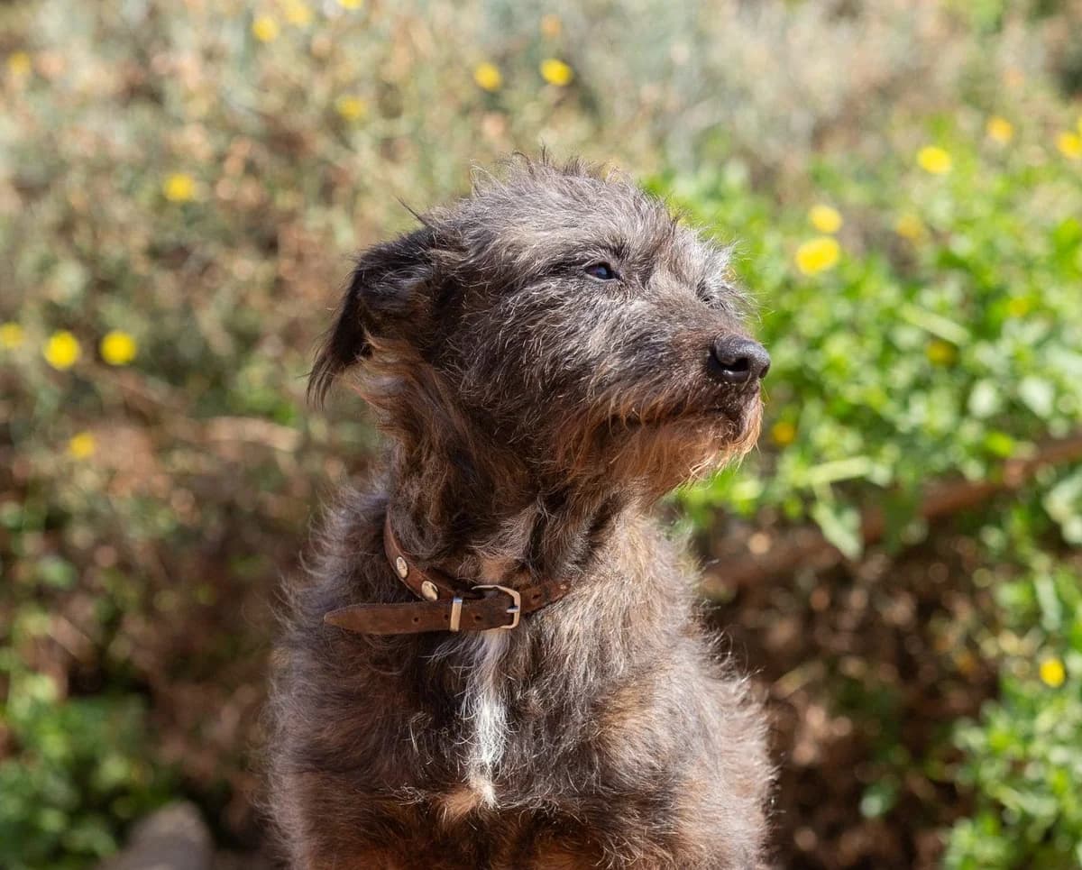 Mr Fox, senior Mixed Breed for adoption at Tenerife Animal Sanctuary, Santa Cruz de Tenerife