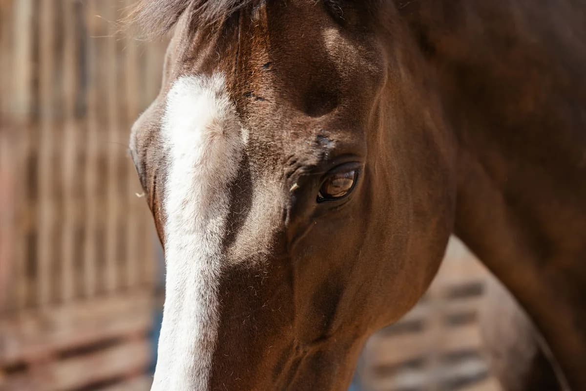 Gene, Mixed Breed for adoption at Tenerife Animal Sanctuary, Santa Cruz de Tenerife