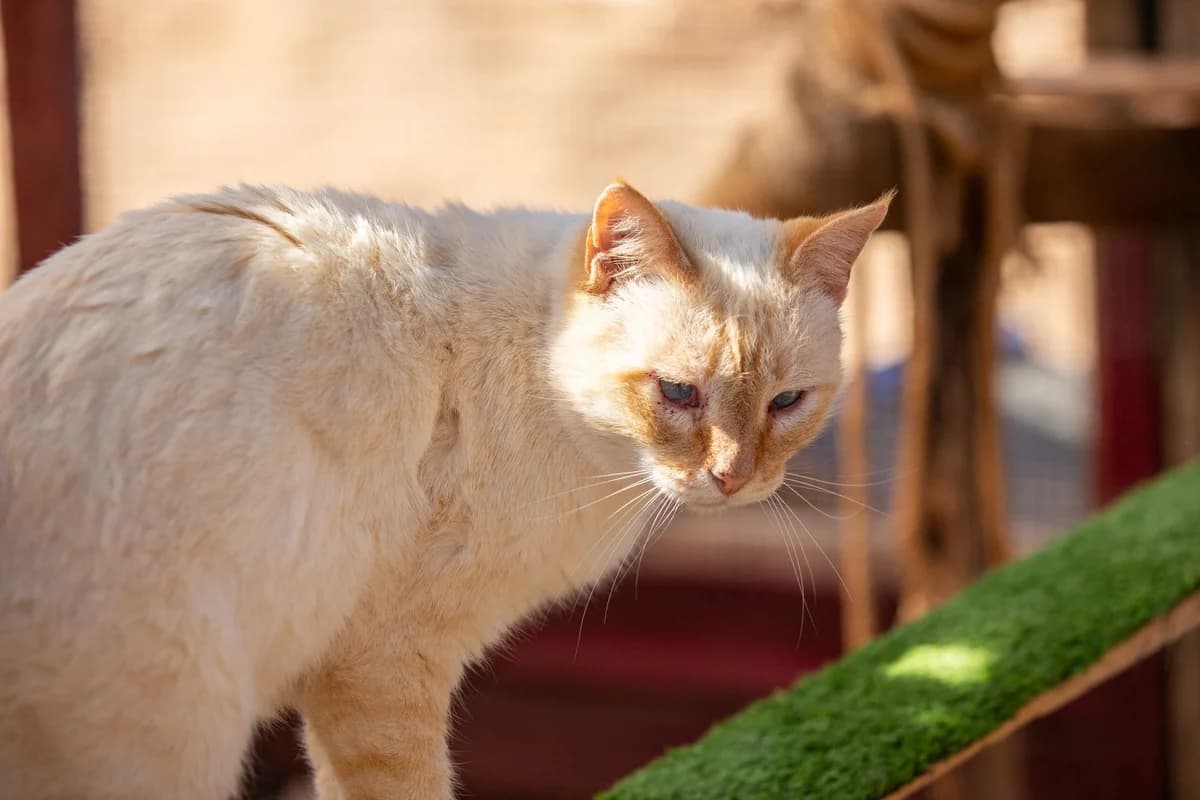 Mr White, Mixed Breed for adoption at Tenerife Animal Sanctuary, Santa Cruz de Tenerife