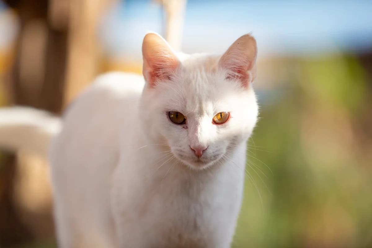 David, Mixed Breed for adoption at Tenerife Animal Sanctuary, Santa Cruz de Tenerife