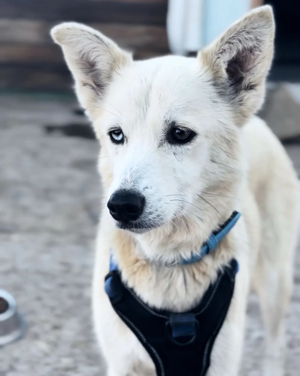 Maeb, senior Mixed Breed for adoption at Tenerife Animal Sanctuary, Santa Cruz de Tenerife