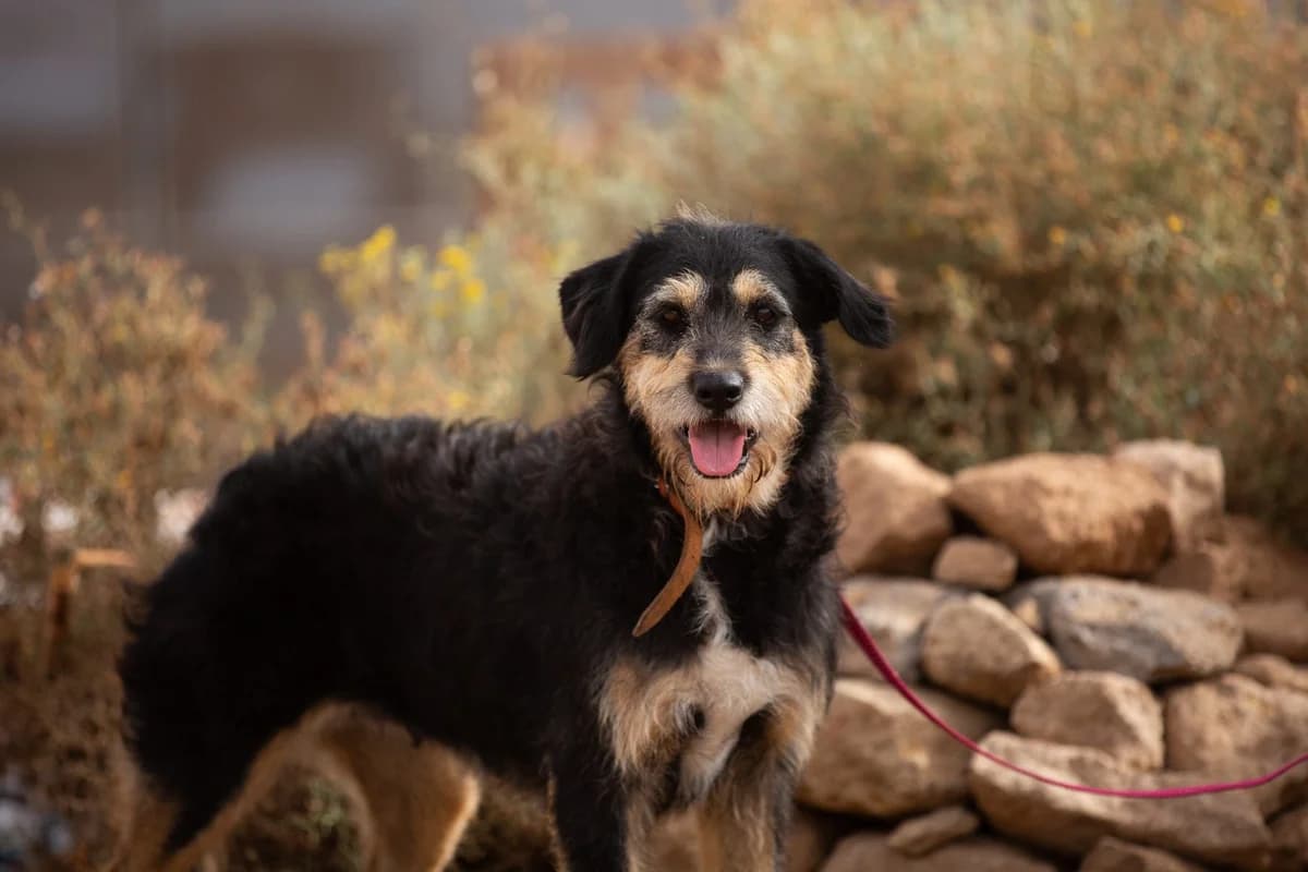 Leila, senior Mixed Breed for adoption at Tenerife Animal Sanctuary, Santa Cruz de Tenerife