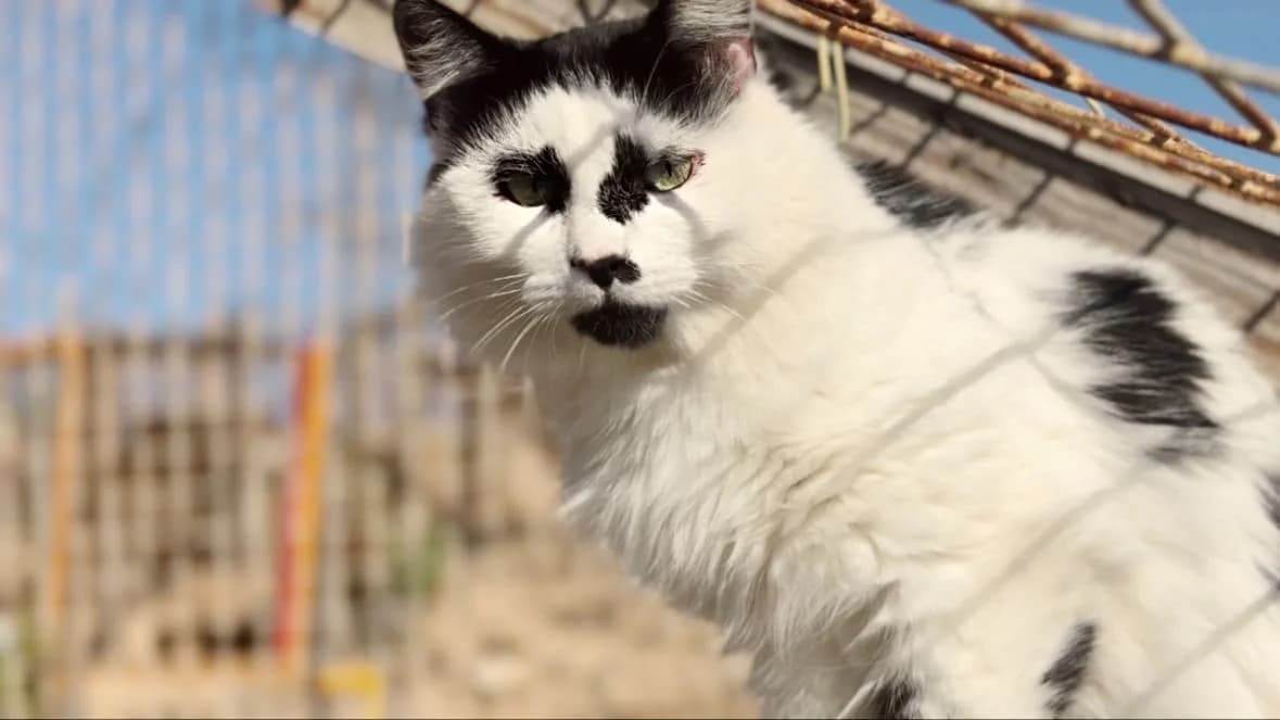 Georgina, Mixed Breed for adoption at Tenerife Animal Sanctuary, Santa Cruz de Tenerife
