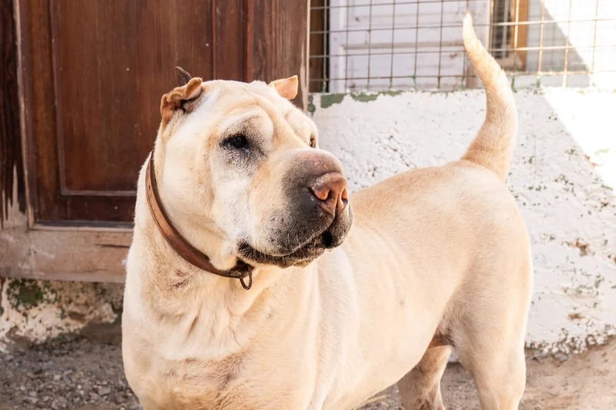 Gucci, Mixed Breed for adoption at Tenerife Animal Sanctuary, Santa Cruz de Tenerife