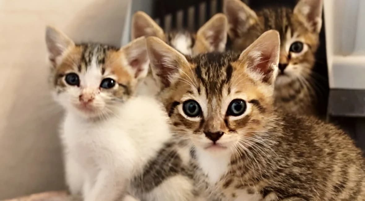Kittens, puppy Mixed Breed for adoption at Tenerife Animal Sanctuary, Santa Cruz de Tenerife