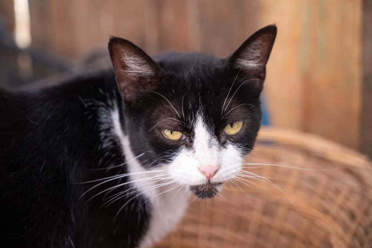 Felix &, Mixed Breed for adoption at Tenerife Animal Sanctuary, Santa Cruz de Tenerife