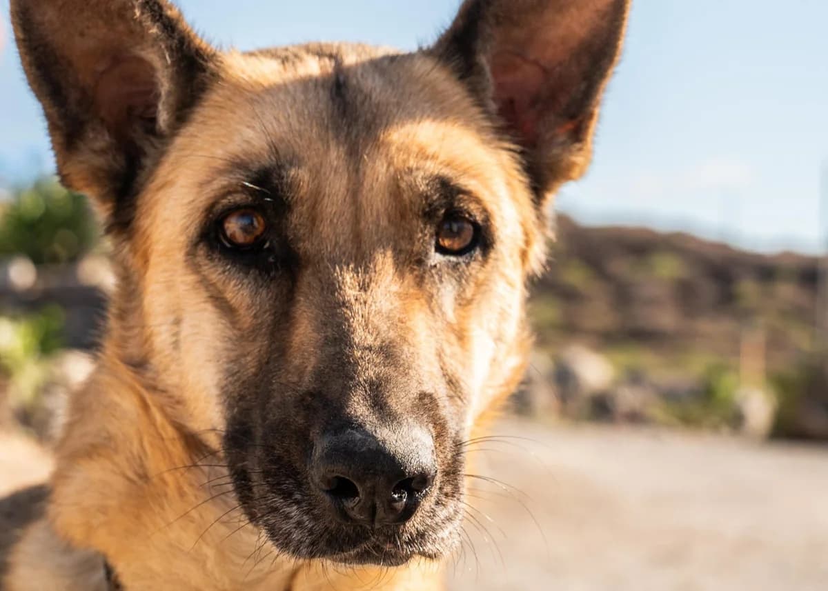 Santina, 6yo Mixed Breed for adoption at Tenerife Animal Sanctuary, Santa Cruz de Tenerife