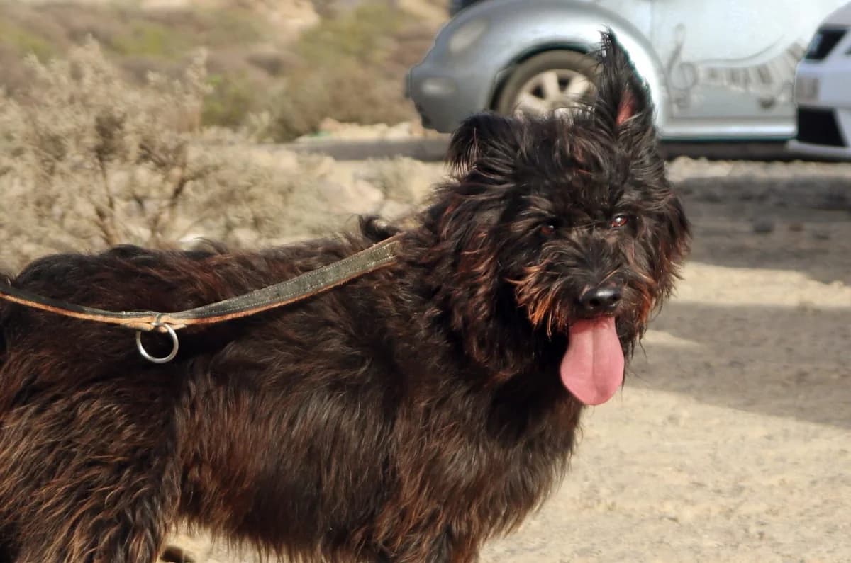 Coco, 5yo Mixed Breed for adoption at Tenerife Animal Sanctuary, Santa Cruz de Tenerife