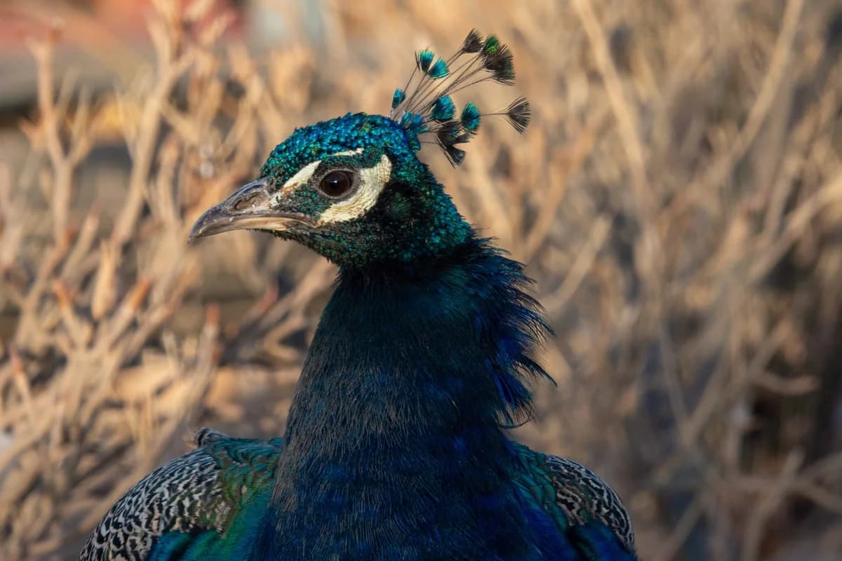 Peafowl, Mixed Breed for adoption at Tenerife Animal Sanctuary, Santa Cruz de Tenerife