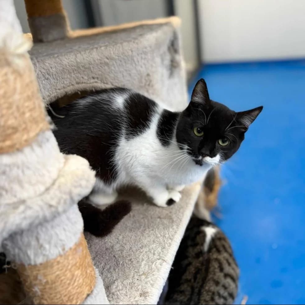 Gremlin, Short male young Mixed Breed for adoption at Triple A Marbella, Marbella