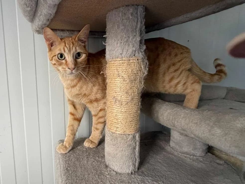 Calum, Ceris, Charlie, Short male puppy Domestic Shorthair for adoption at Triple A Marbella, Marbella