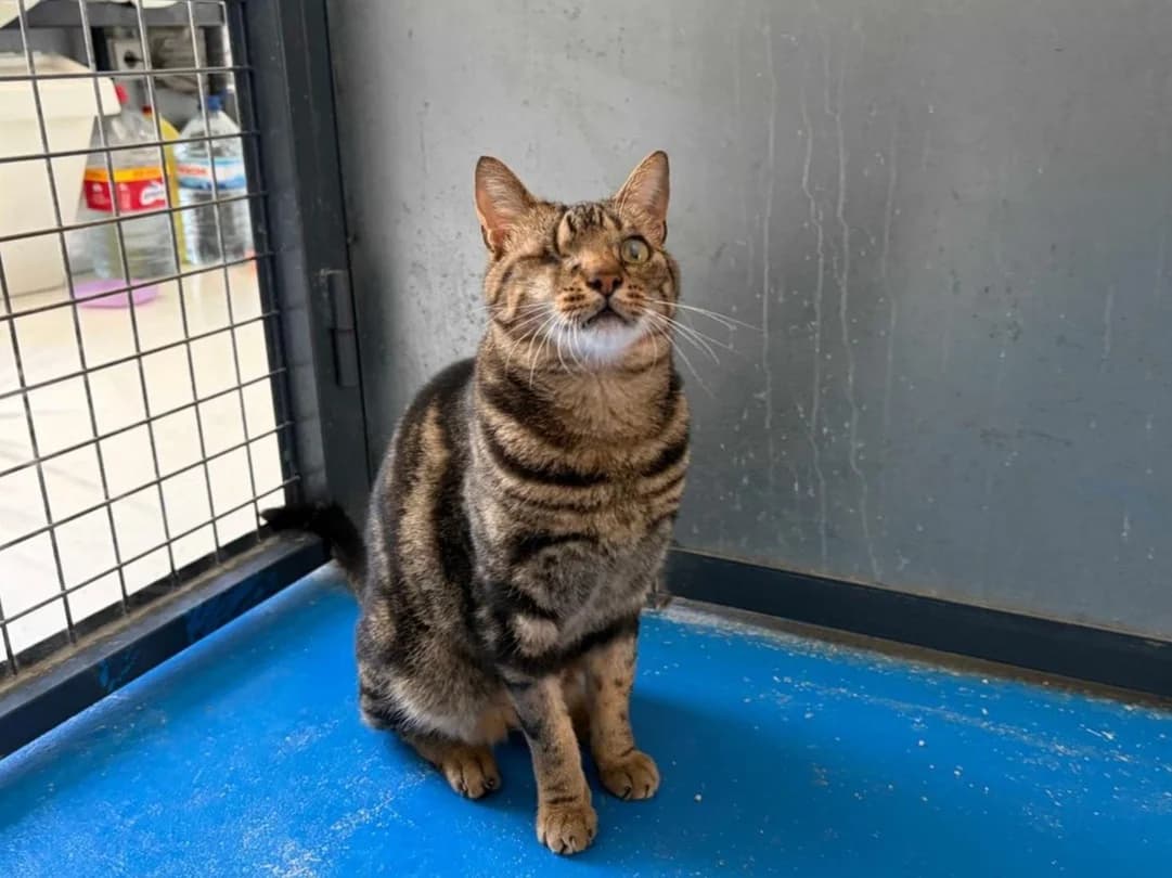 Ray, Short male 5yo Mixed Breed for adoption at Triple A Marbella, Marbella