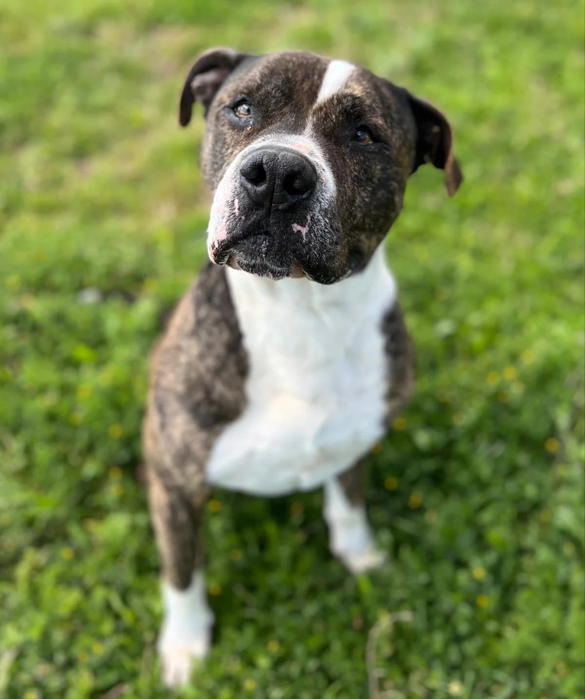 Sultan, Short male senior Mixed Breed for adoption at Triple A Marbella, Marbella
