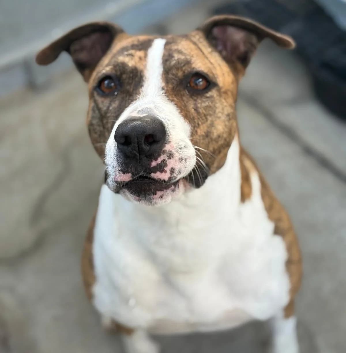 Yuma, Short female 6yo Mixed Breed for adoption at Triple A Marbella, Marbella