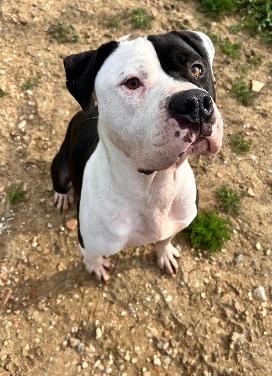 Clyde, Short male 5yo American Bully for adoption at Triple A Marbella, Marbella
