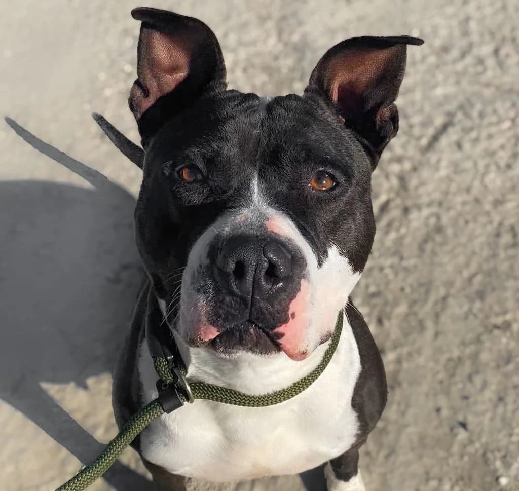 Eva, Short female 7yo Mixed Breed for adoption at Triple A Marbella, Marbella