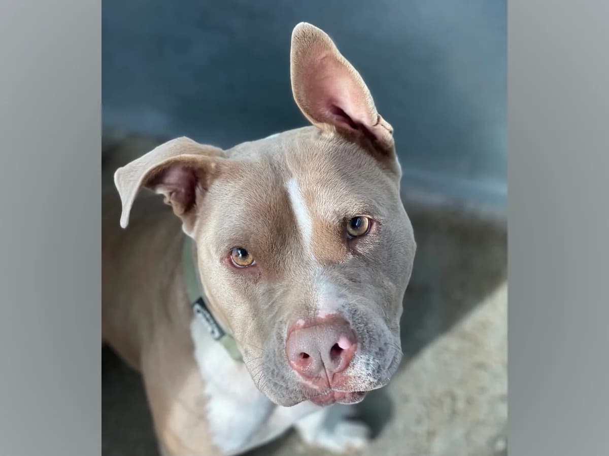 Storm in Holland, Short male 3yo Mixed Breed for adoption at Triple A Marbella, Marbella