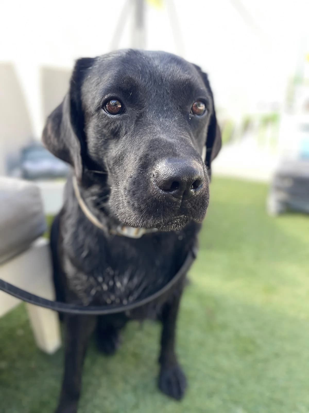 Black, Medium male 3yo Labrador Retriever for adoption at Triple A Marbella, Marbella